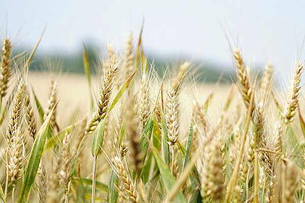 Treffen Sie Ihren nächsten georgischen oder ukrainischen Geschäftspartner zwischen dem 19.08. und 30.08.2024 in Deutschland! Treffen Sie Ihren nächsten georgischen oder ukrainischen Geschäftspartner zwischen dem 19.08. und 30.08.2024 in Deutschland!